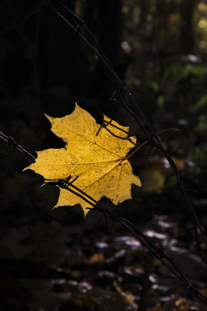 Photograph by Громова Мария
