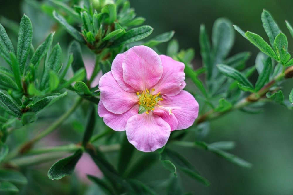 Photograph by Мария Пояскова