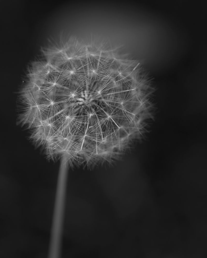 Photograph by Ni Bruce