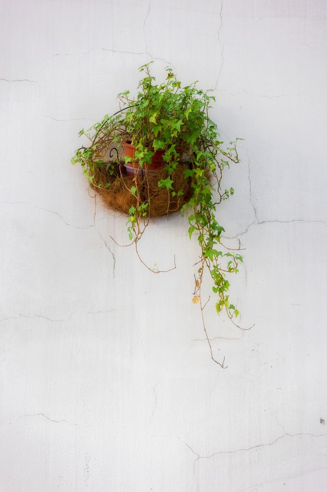 Photograph by Ni Bruce