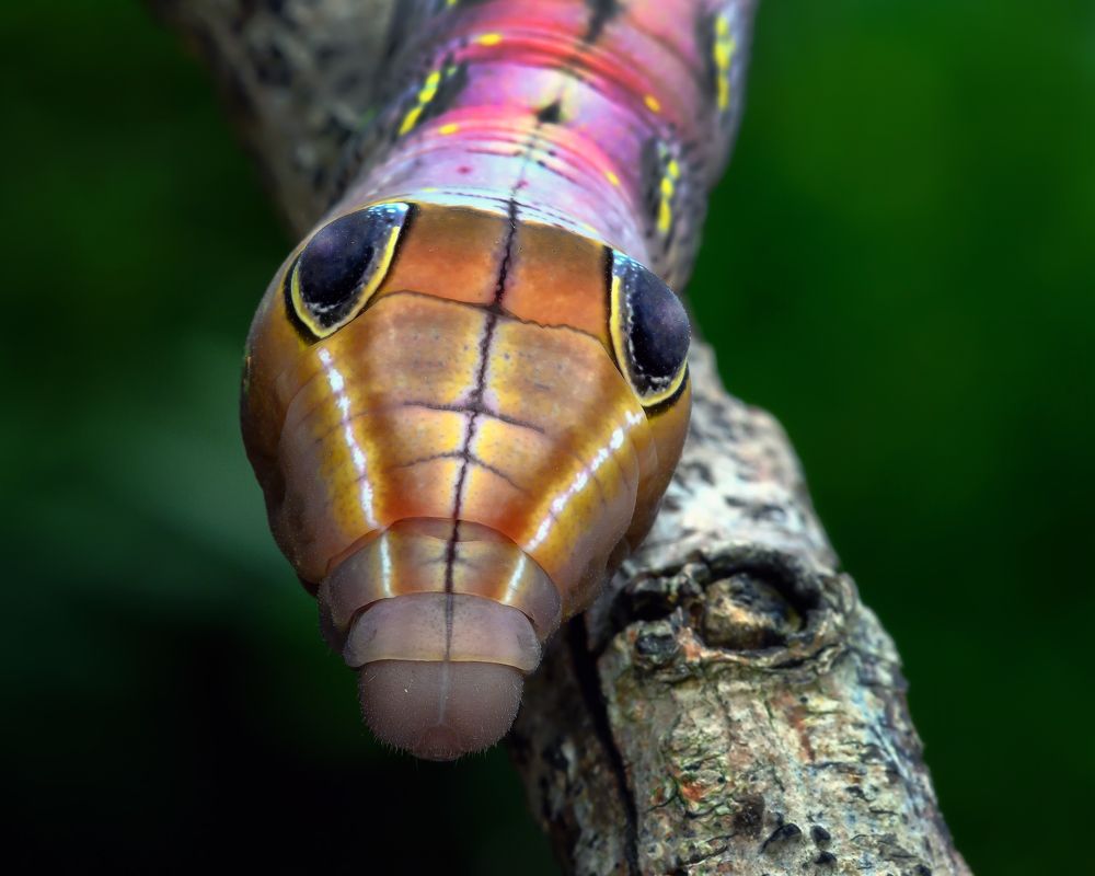 Photograph by Marcus Kam