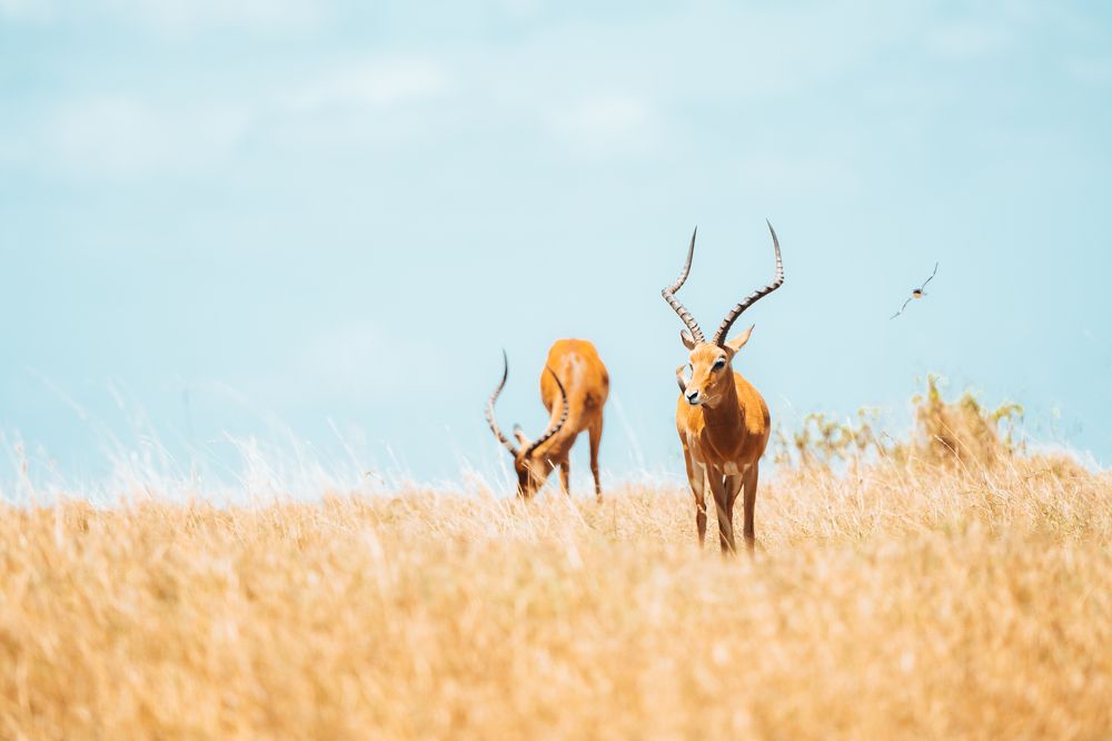 Фотография автора Фуад Алиев