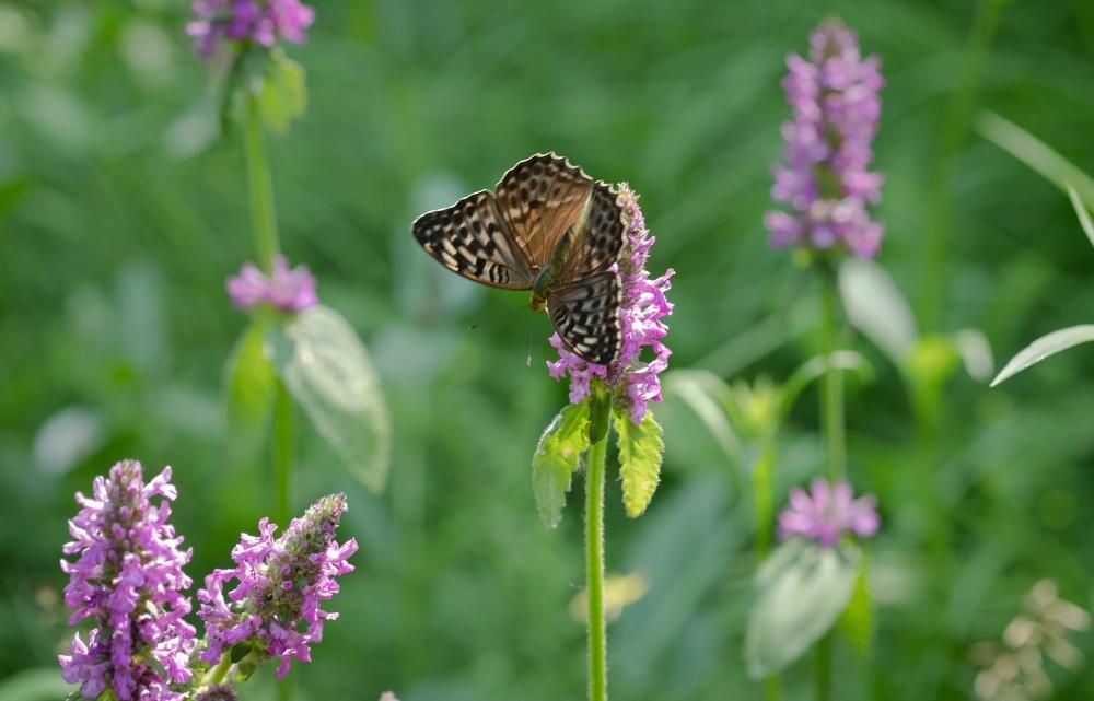 Photograph by Svetlana Gubanova