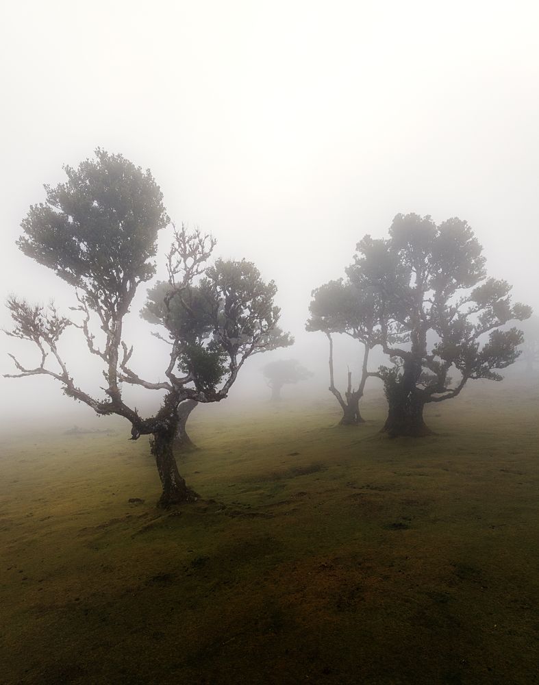 Foggy Fanal forest