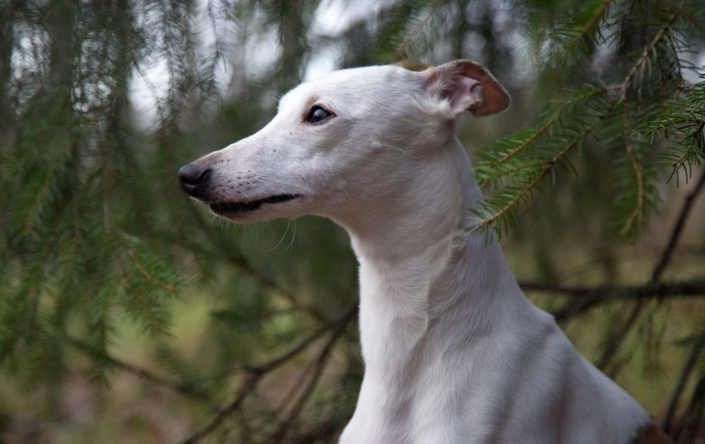 Photograph by Анастасия Рысь