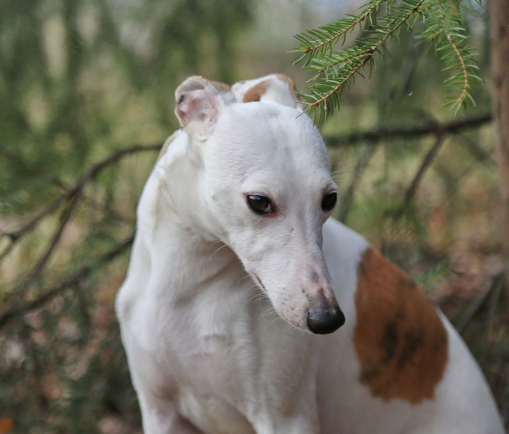 Photograph by Анастасия Рысь