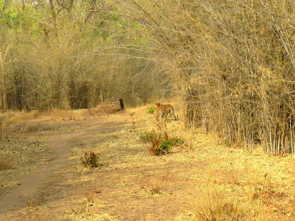 Tigress walks away into an apparent archway