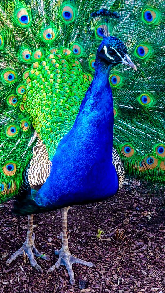 Фотография автора Elena Ku