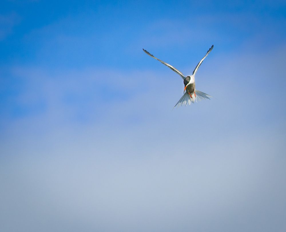 Небесный охотник