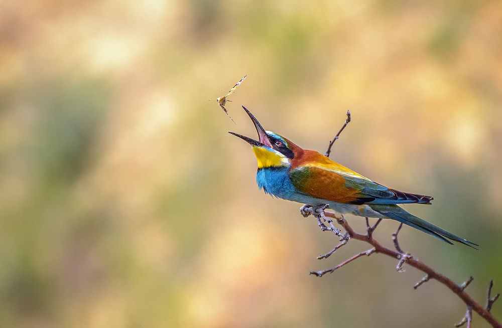 Photograph by Анатолий Зверев