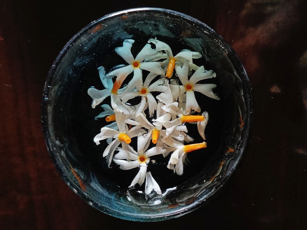 Night-blooming jasmine