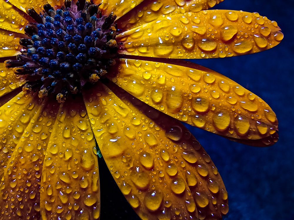 African pearl flower