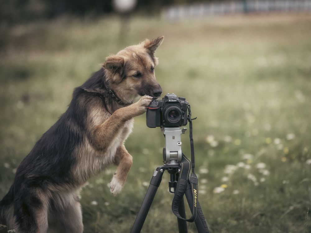 Photograph by Nephotograph