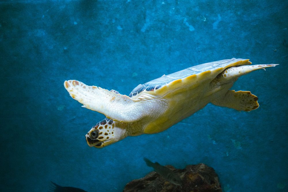 Australian turtle