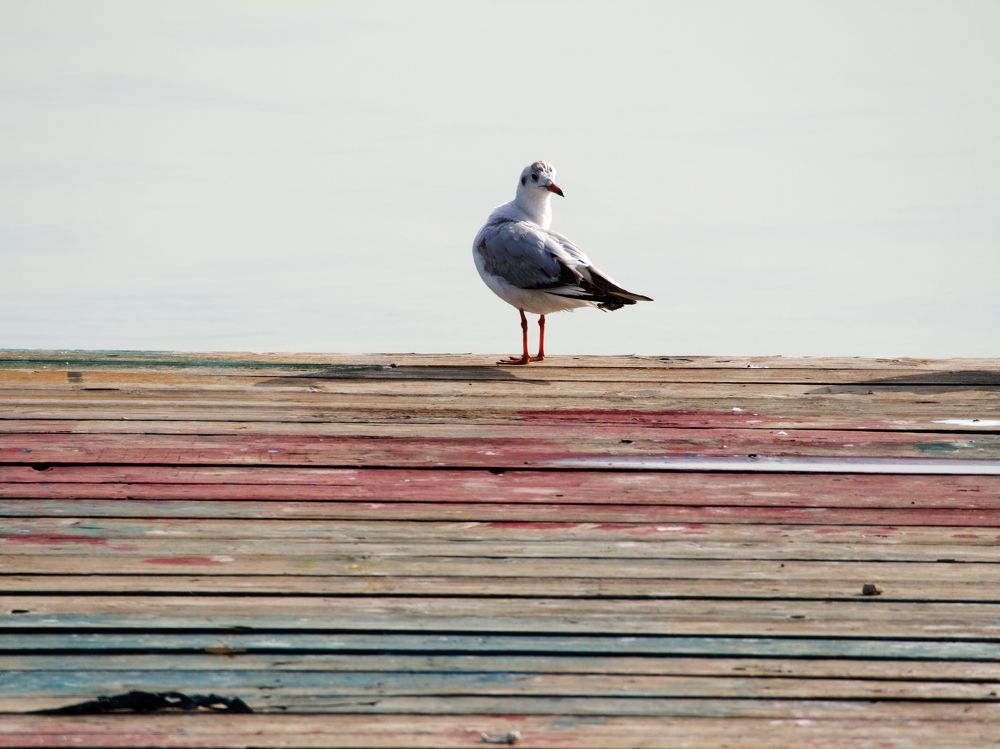 Photograph by Abdolreza Aleagha