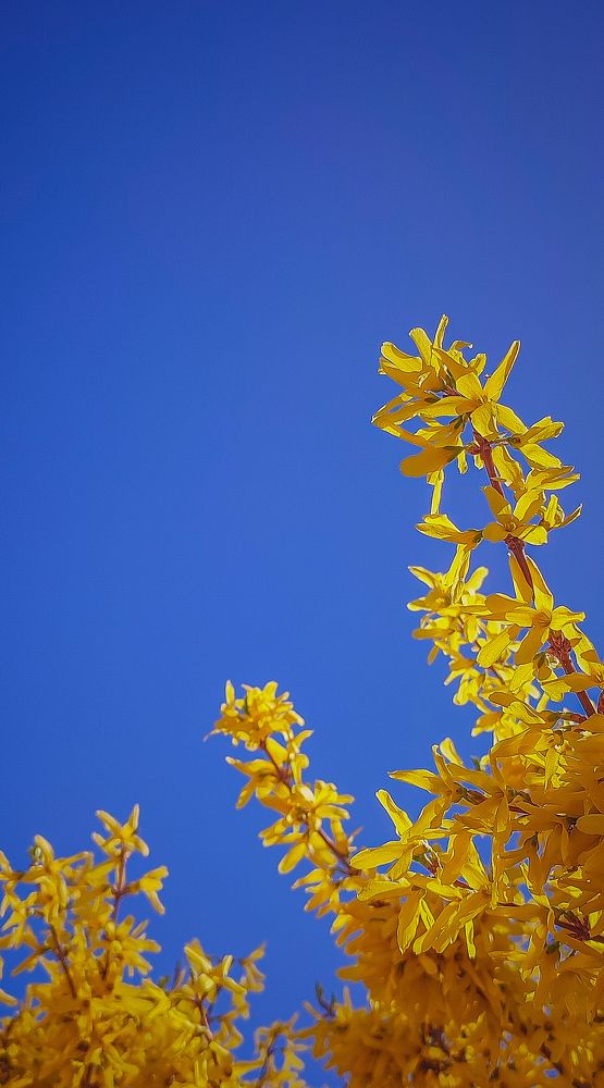 Фотография автора Анастасия Мамаева