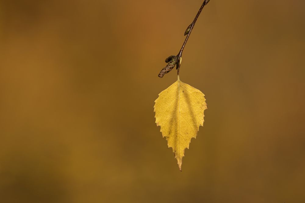 Photograph by Юлия Куликова