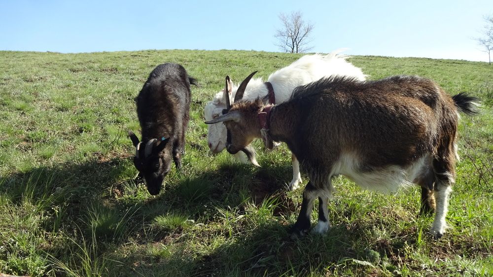 Photograph by Елена Мясникова