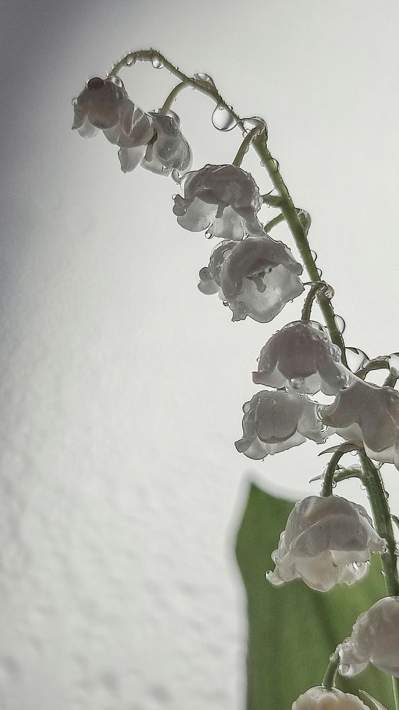 Фотография автора Анастасия Мамаева