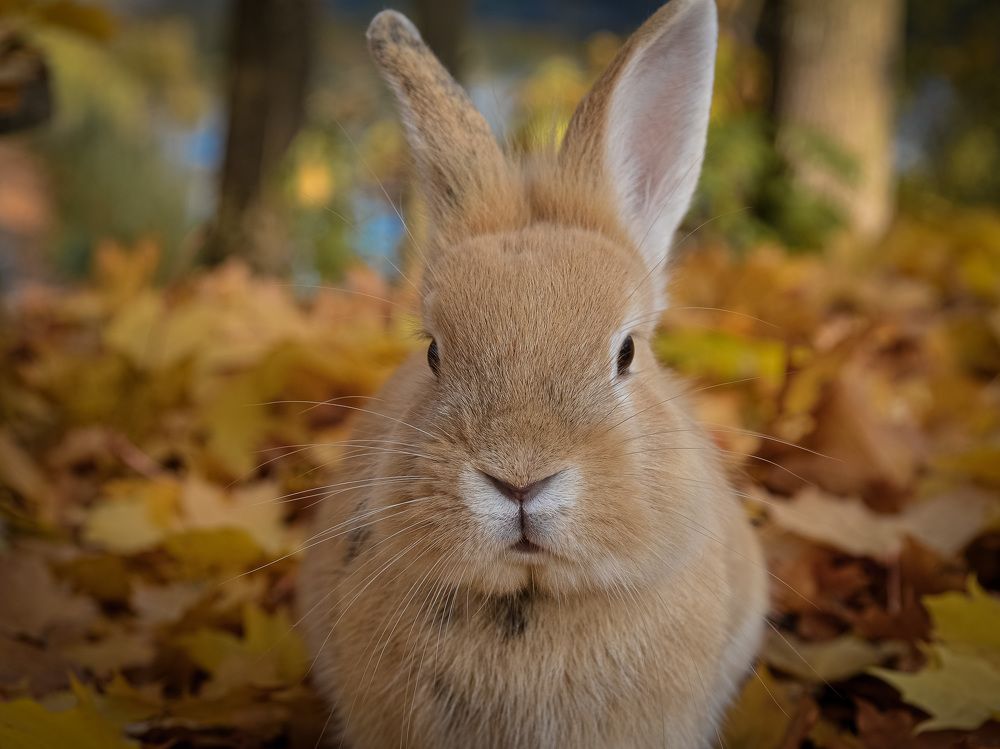 Photograph by Валерий Верещако