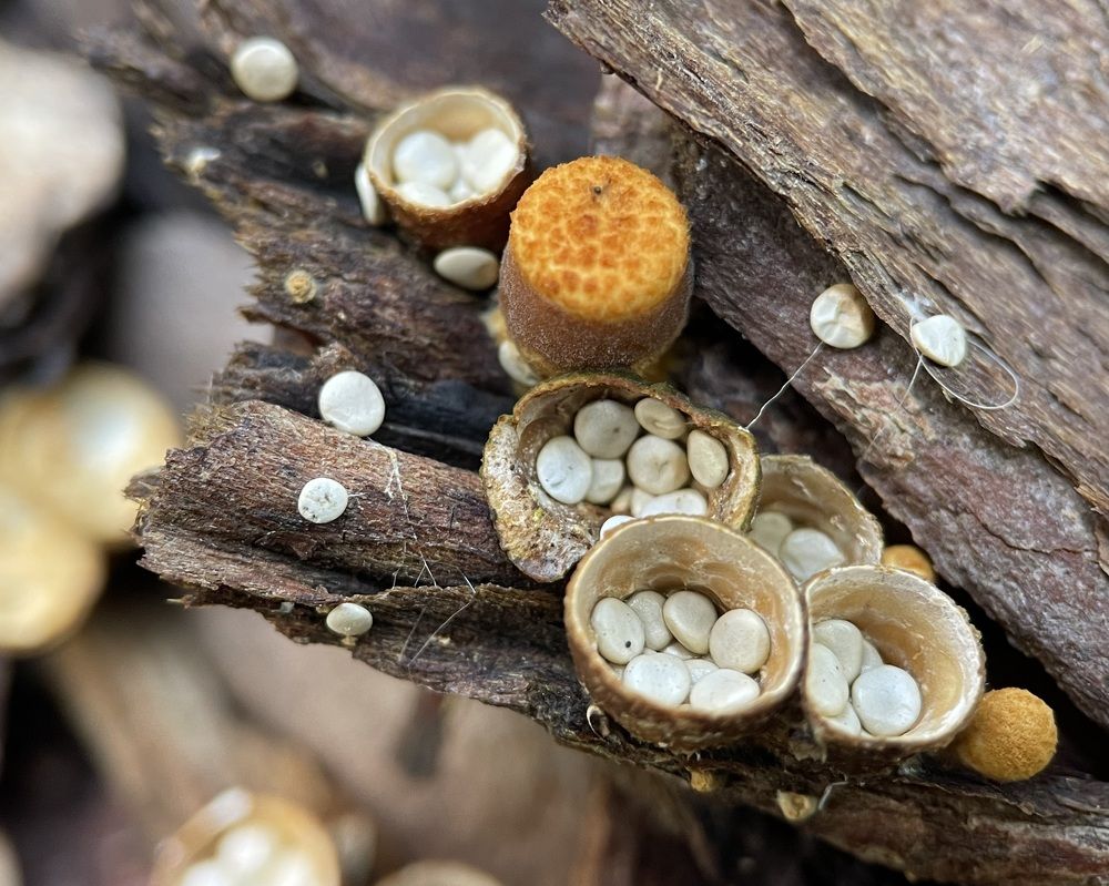 Фотография автора Рамзия Хисамутдинова