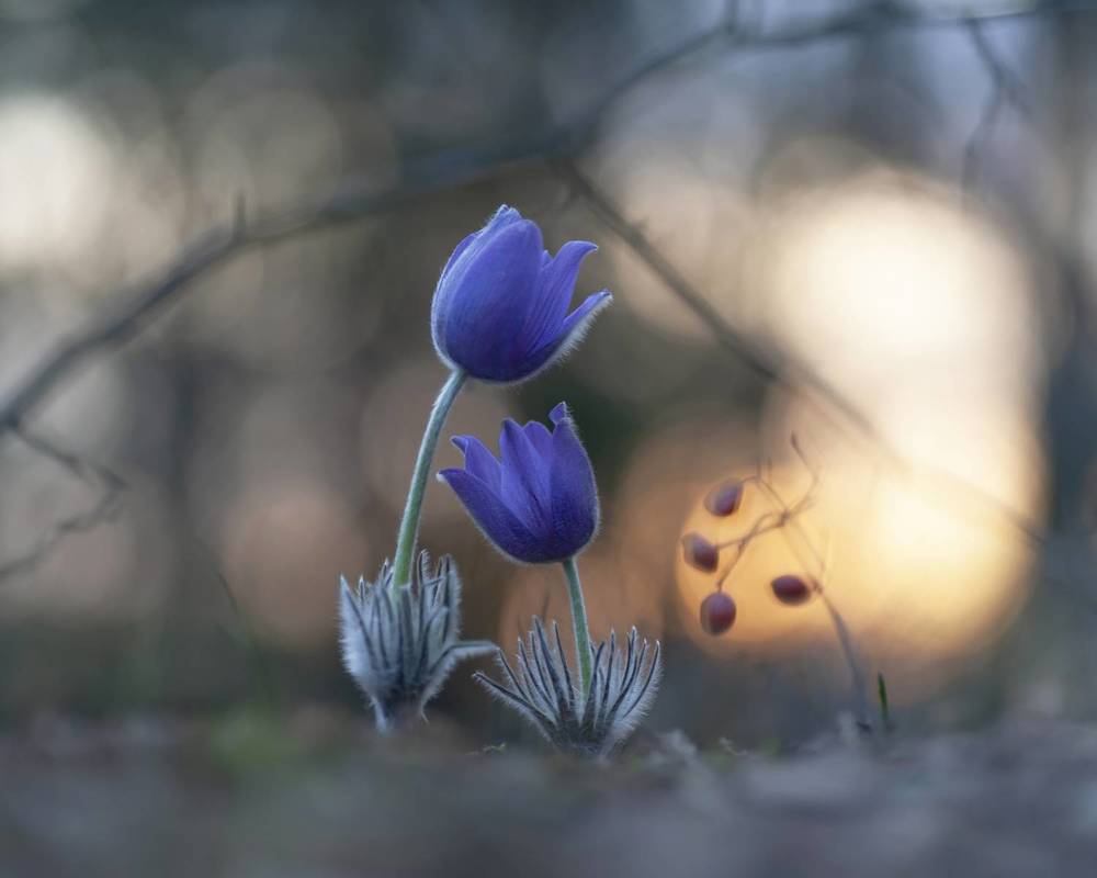 Photograph by Александр Гвоздь