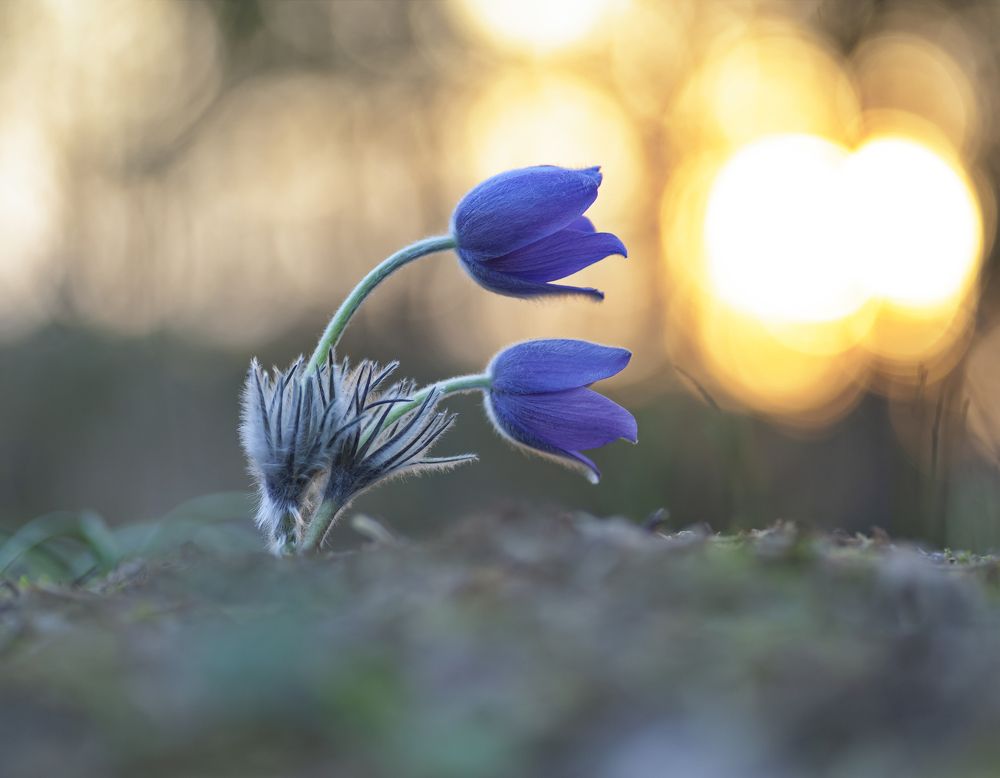 Photograph by Александр Гвоздь