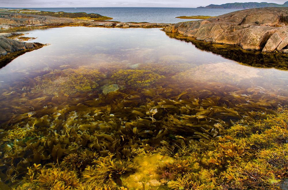 Морская капуста