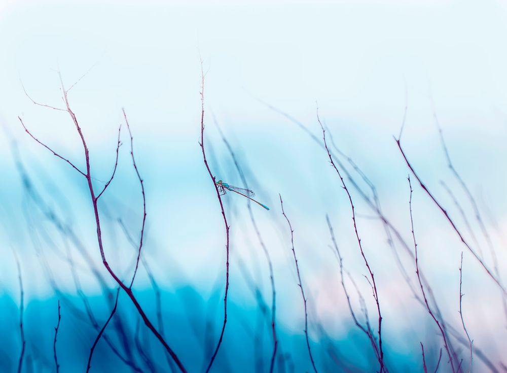 Photograph by Алена Полетаева