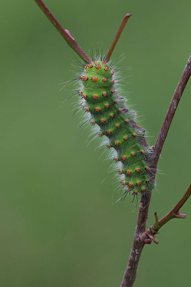 Emperor Moth. (Saturnia pavonia)