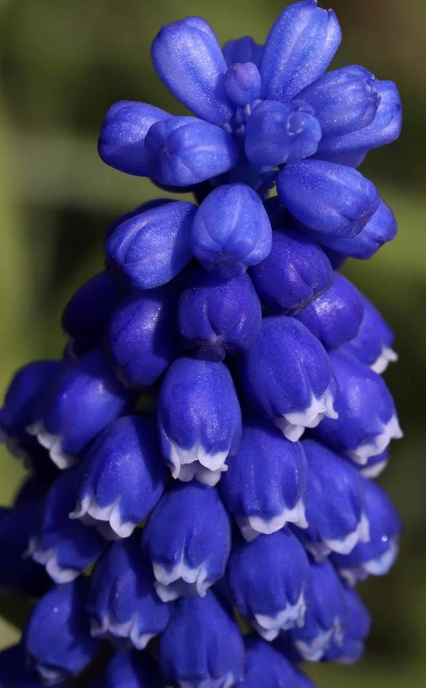 Photograph by елена