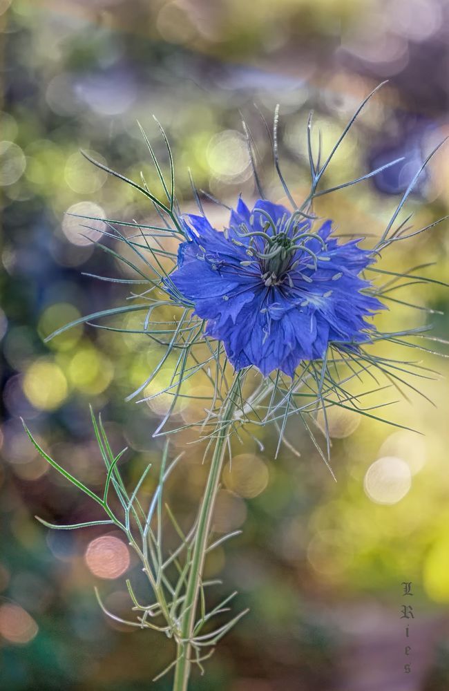 Photograph by Лидия