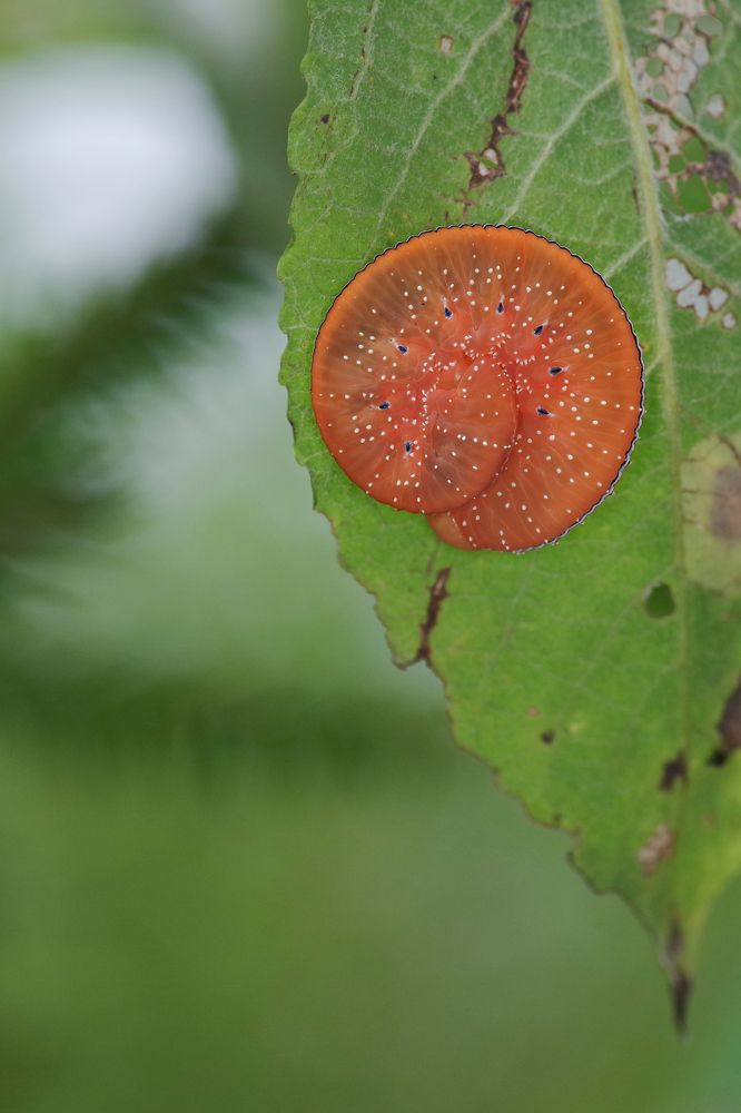 Photograph by Janek Kamja