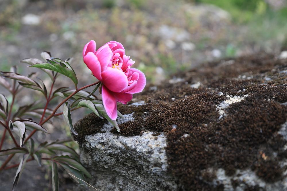Королевский Пион