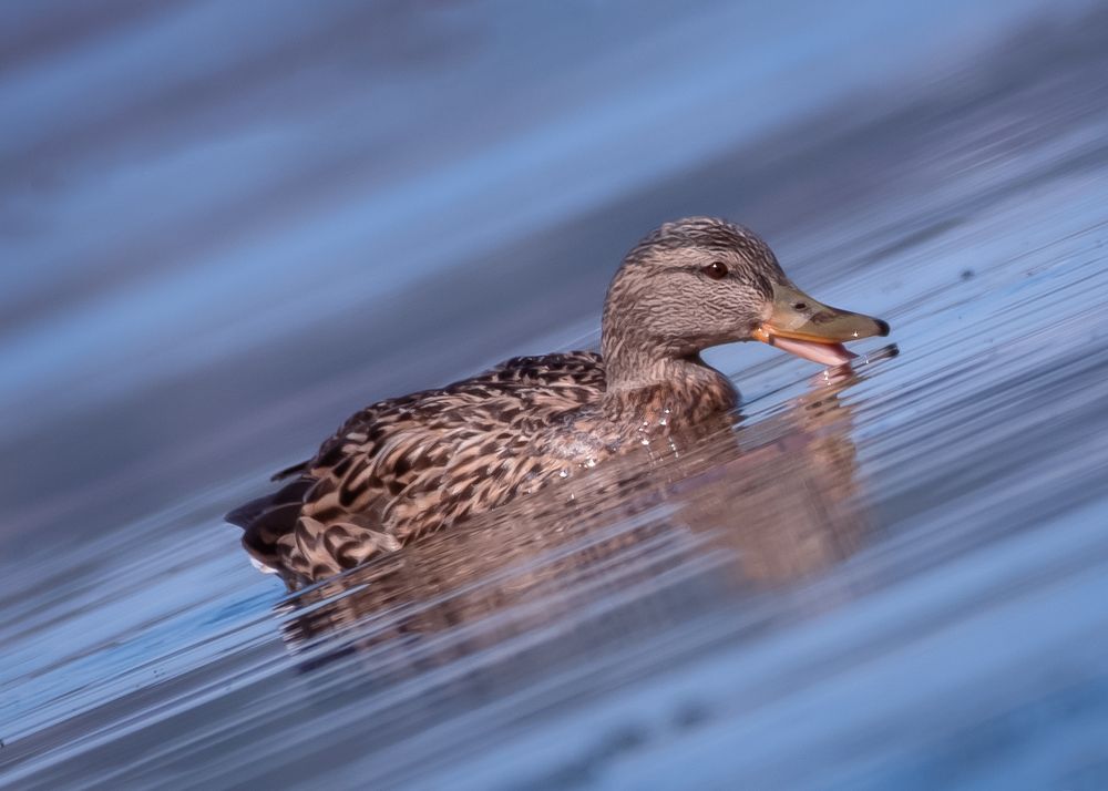 Photograph by Тамара Вотинцева