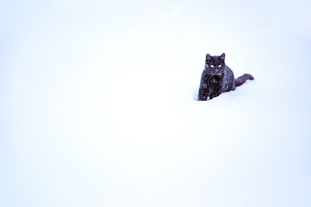 Фотография автора Станислава Гордеева