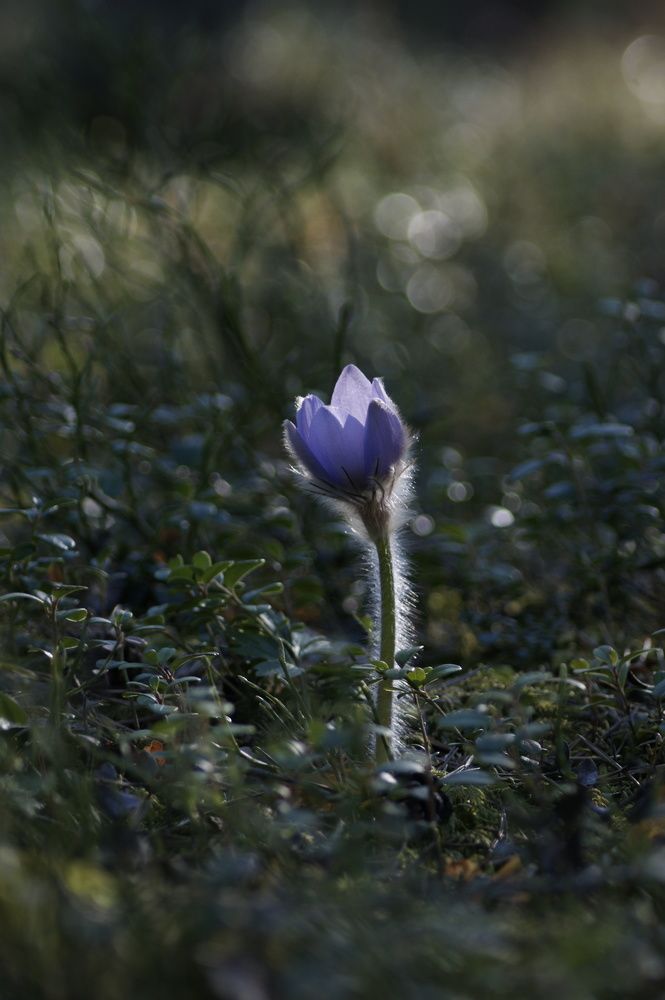 Photograph by Карина Заводчикова