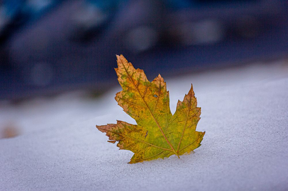 Photograph by Елена Барышева