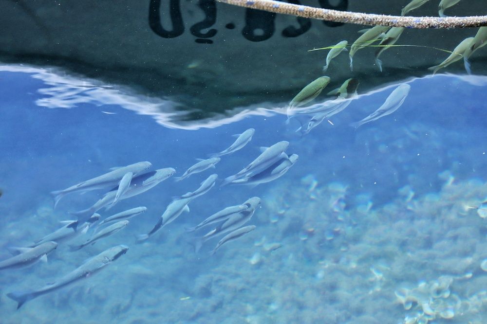 Photograph by Olga Asson