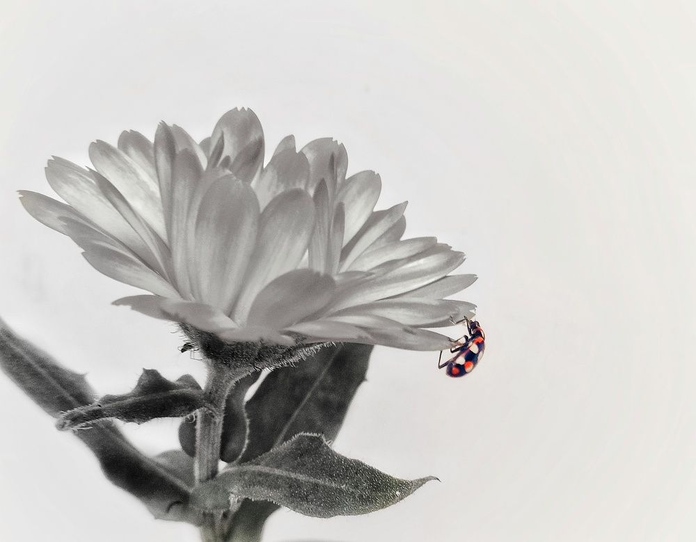 Photograph by Roberto Hagemann