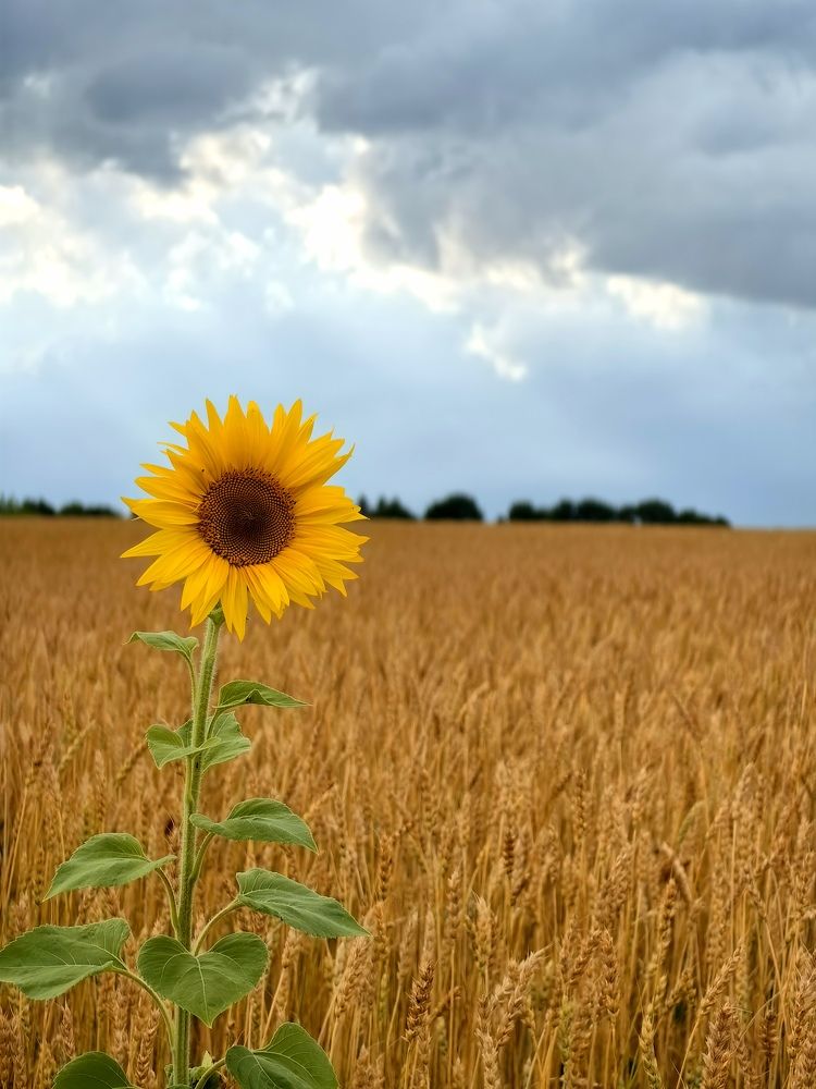 Photograph by Анастасия Доронкина