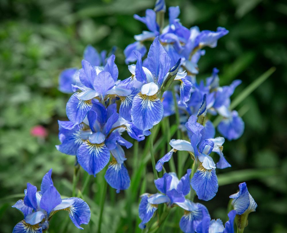 Photograph by Ольга Сафронова