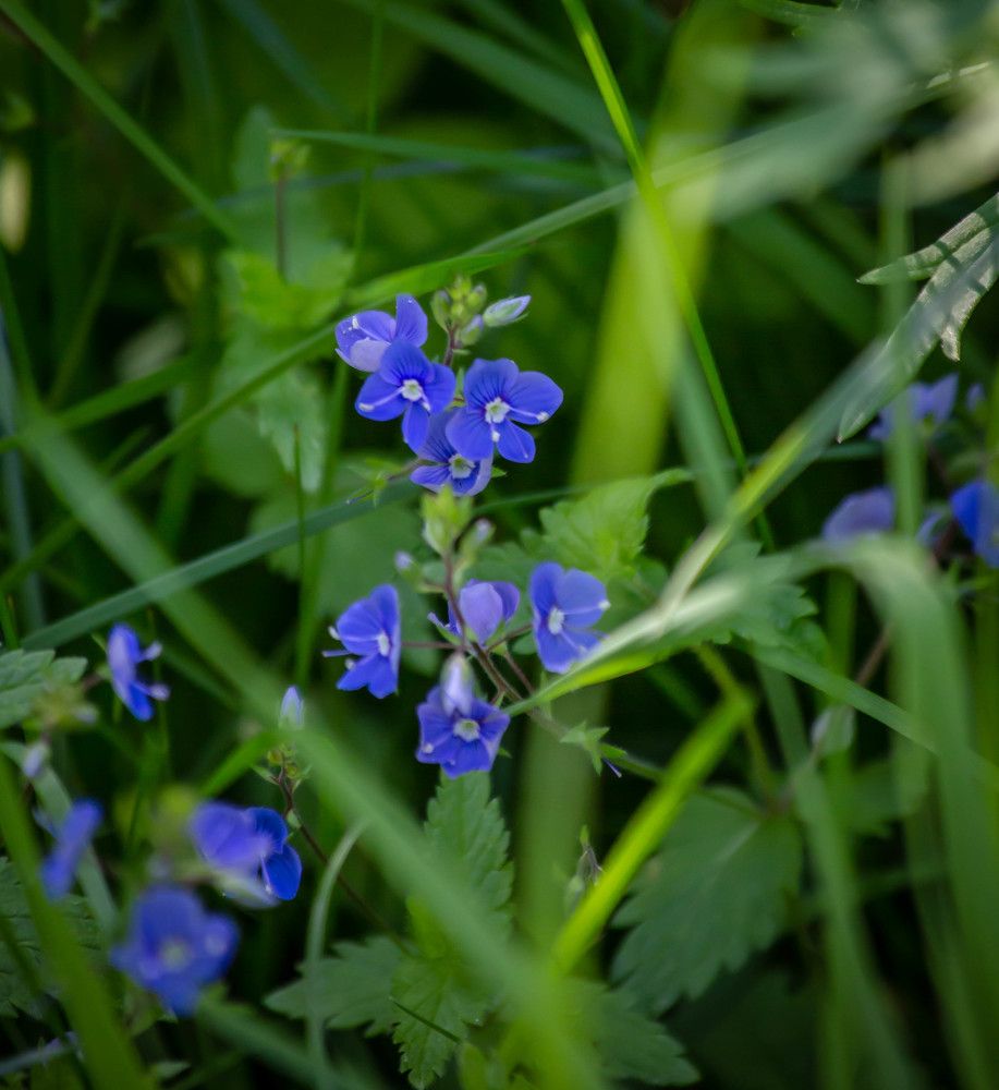 Photograph by Ольга Сафронова