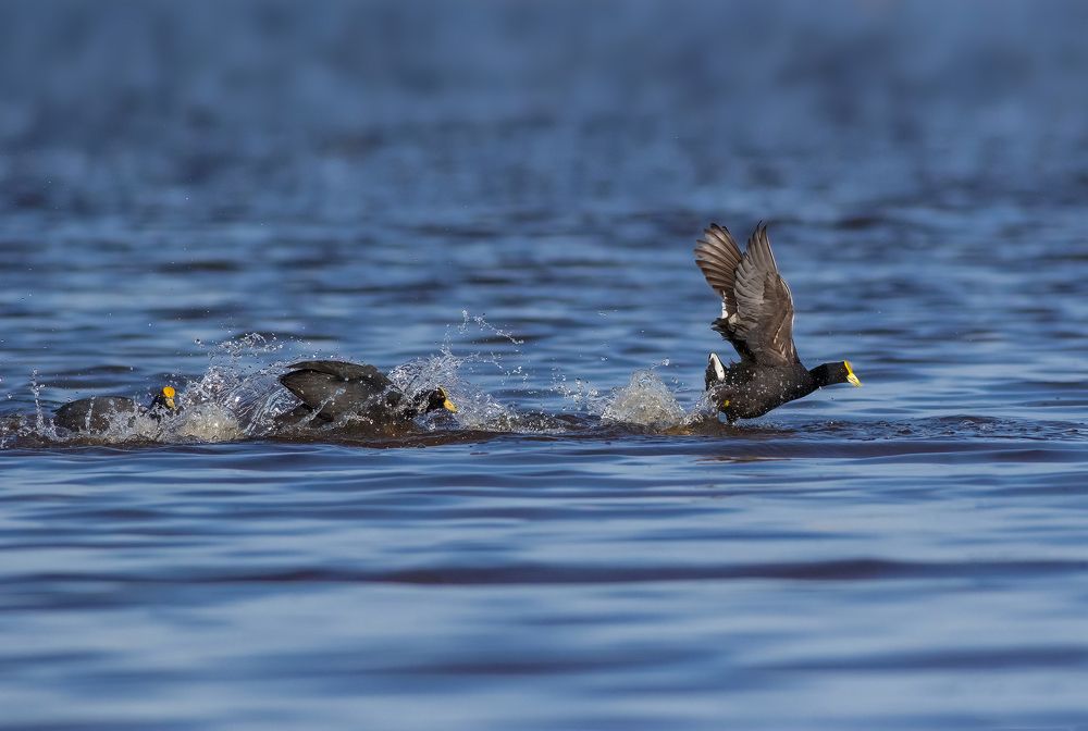 Photograph by Valdir Hobus