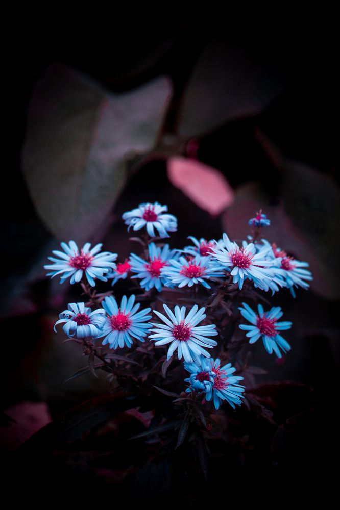 Photograph by Anna Turks