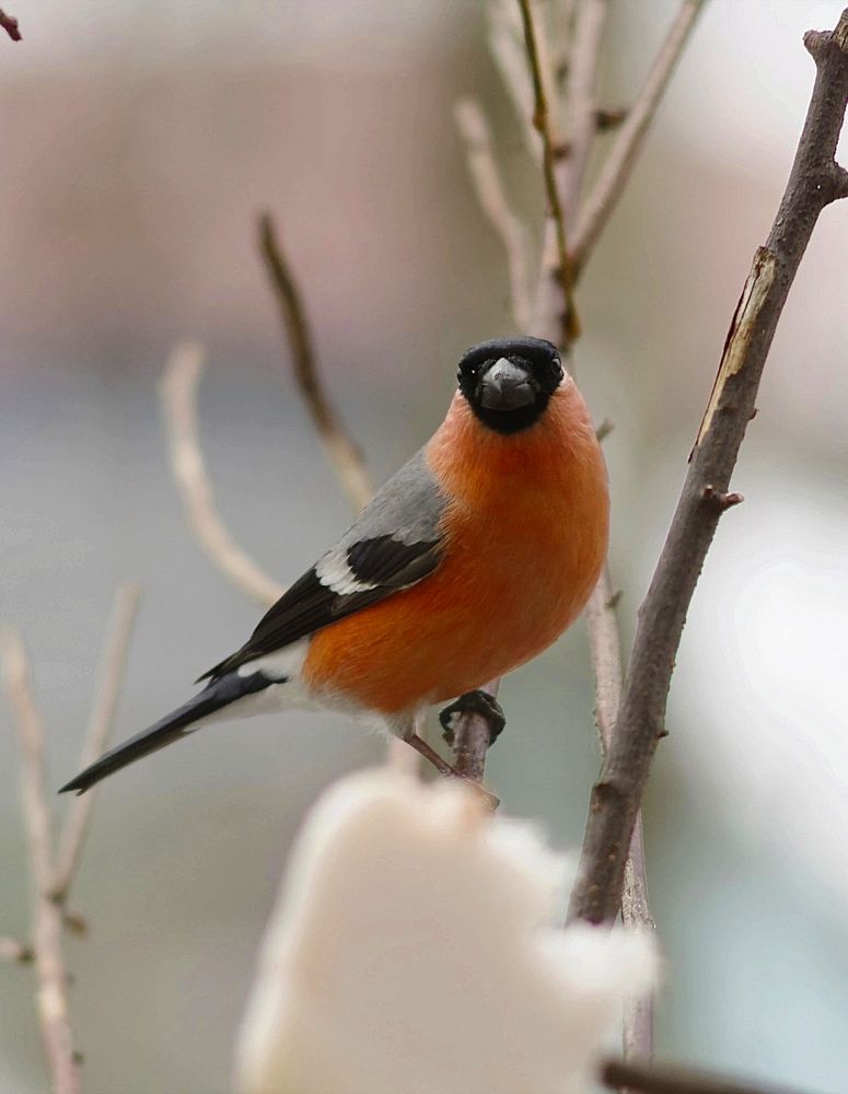 Photograph by Наталья Шумилова