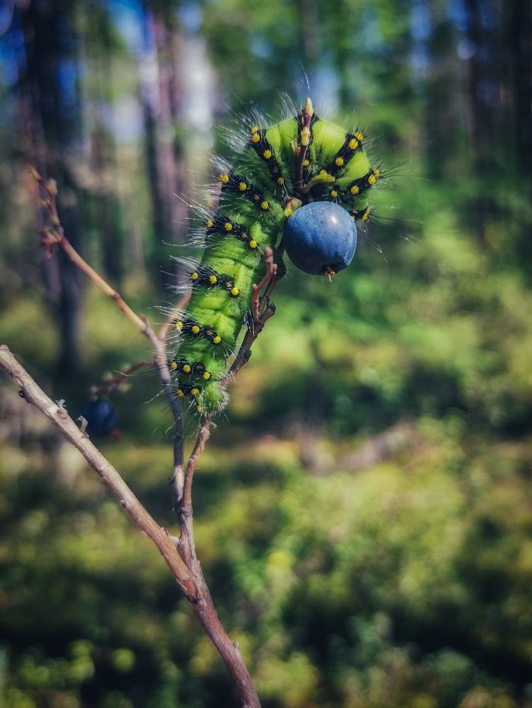 Photograph by Светлана Хамидулина