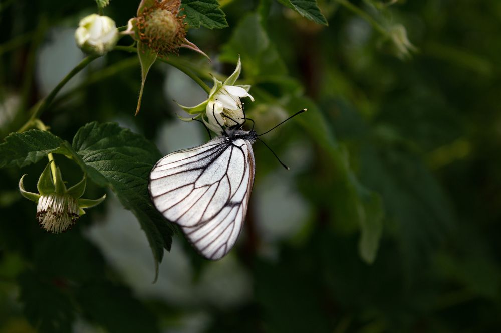 Photograph by Ирина Стоянкова