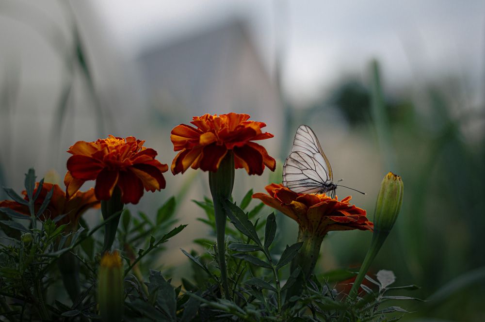 Photograph by Ирина Стоянкова