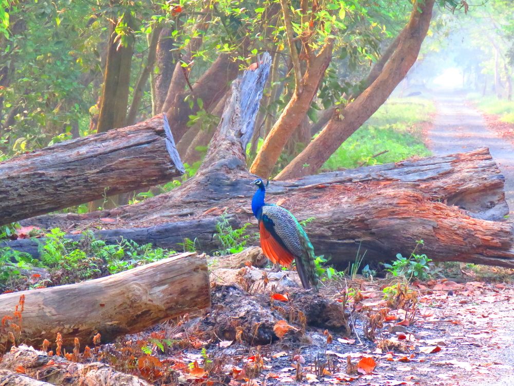 Photograph by APPLAUSE LOVER